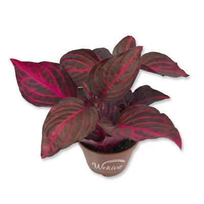 Bloodleaf Plant - Live Starter Plant in a 2 Inch Pot - Iresine Herbstii - Vibrant Colorful Chicken Gizzard Beefsteak Easy Care