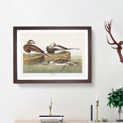 Long-Tailed Ducks by John Audubon - Framed Print