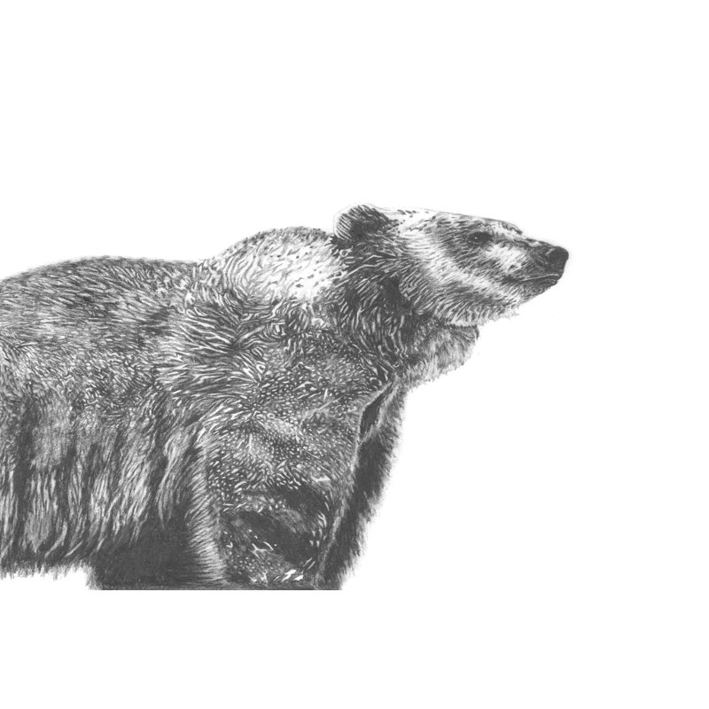 Wildlife Snapshot: Grizzly by Naomi McCavitt - Wrapped Canvas Print, 30cm H x 46cm W