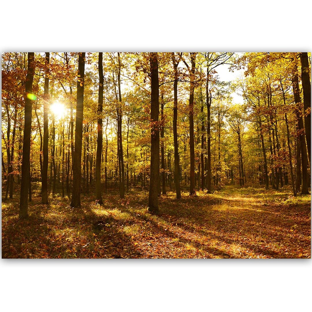 Leinwandbild Herbstliche Sonnenstrahlen im Wald