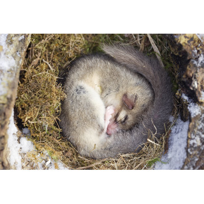 " Fat Dormouse "