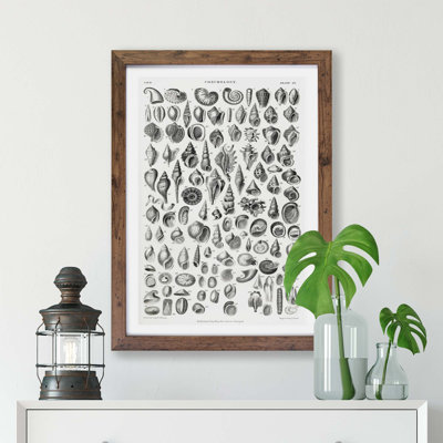 Study of Mollusc Shells XX by Oliver Goldsmith - Framed Print