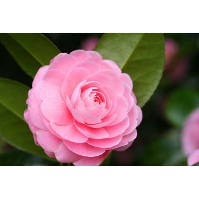 Breckan Double-Flowered Camellia - Photographie sur toile tendue