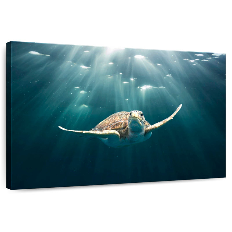 Brampt Red Sea Green Turtle, 8'' H X 12'' W