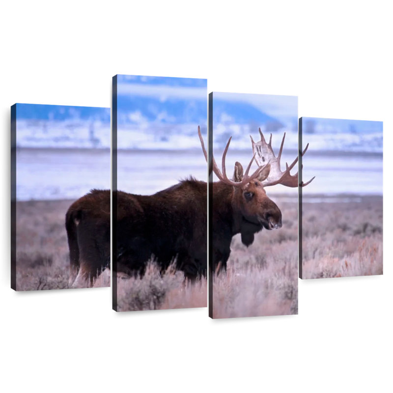 Brampt Teton Bull Moose, 22" H x 36" W