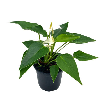 Anthurium White In A 4 Inch Pot