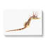Illustration of a Seahorse by F.E. Clarke - Wrapped Canvas-55360353