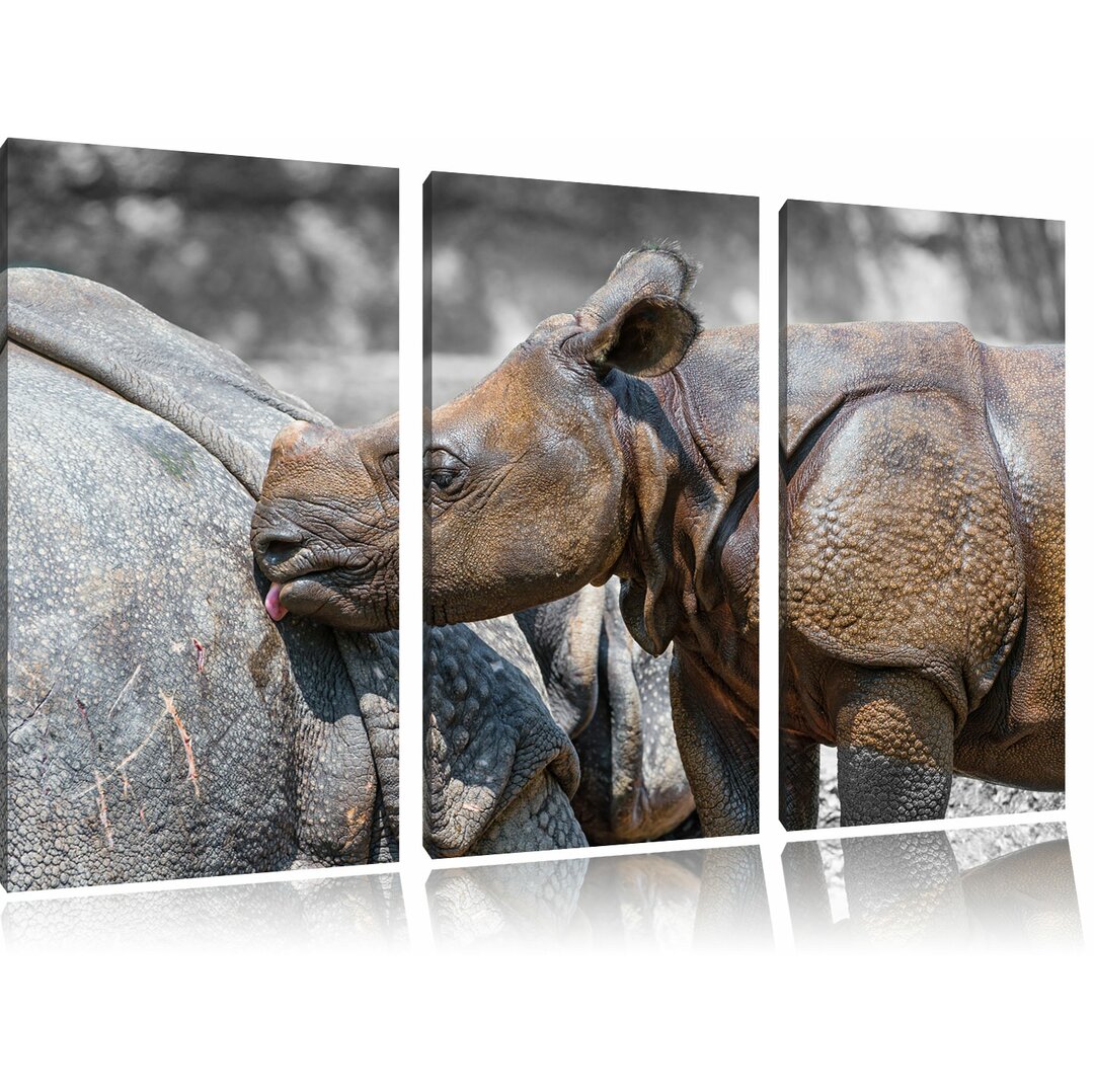 3-tlg. Leinwandbilder-Set „Junges Nashorn“, Fotodruck