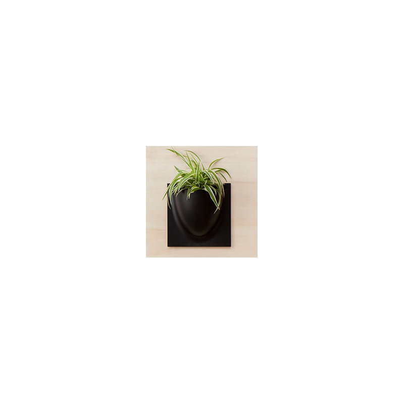 Wall Planter, Black