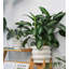 Ceramic Pot Planter
