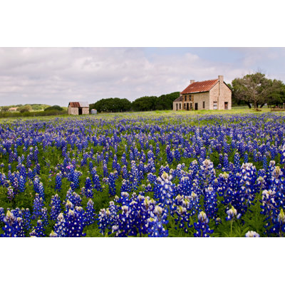 Abandoned Farmhouse In A Field Of Bluebonnets On Canvas by Michael Clay Smith Photograph