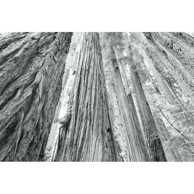 Redwoods Forest IV BW, H 32 po x l 48 po x P 1,25 po