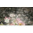 Vintage Floral Vine Washable Green 8X10 Area Rugs – Non-Slip Soft Low Pile Carpet for Living Room, Bedroom Dining Room & Entryway-647382700-664580709