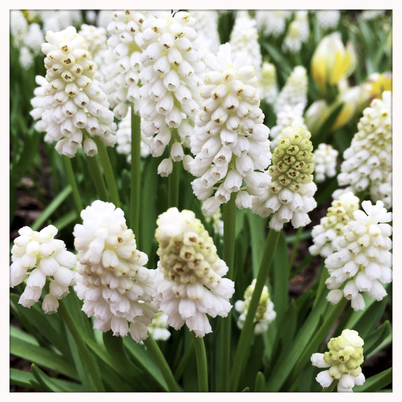 Jacinthe raisin blanc dans le jardin au printemps par Bgwalker, H 20 po x l 20 po