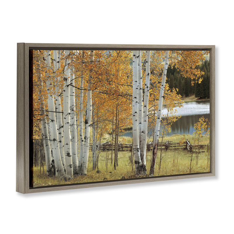 Cadre flottant Autumnal Birch Beauty, design par Mike Jones, Cadre flottant orme Montalcino, H 21 po x l 31 po