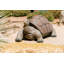 Statue de tortue