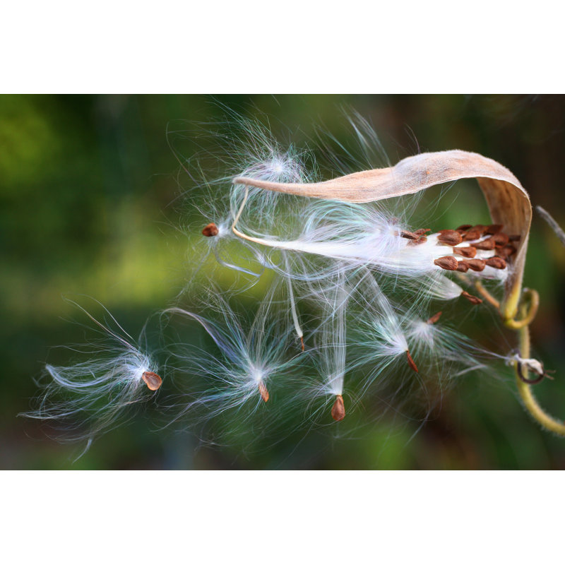 Butterfly Weed Milkweed - Photographie sur toile tendue, H 8 po x l 12 po
