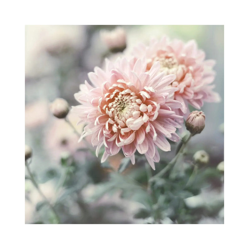 Muted Daisy by Sarah Gardner - Print on Canvas, Wrapped Canvas, 66.04 cm H x 66.04 cm W x 1.91 cm D