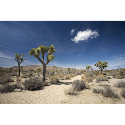 Desert Trail by Stevegeer - Wrapped Canvas Print