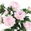 Bouquet de tiges de pivoines artificielles-1471549849