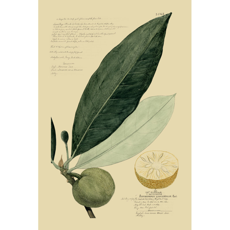 Descubes Tropical Fruits III by A. Descubes - Painting on Canvas, 30cm H x 20cm W, Wrapped Canvas