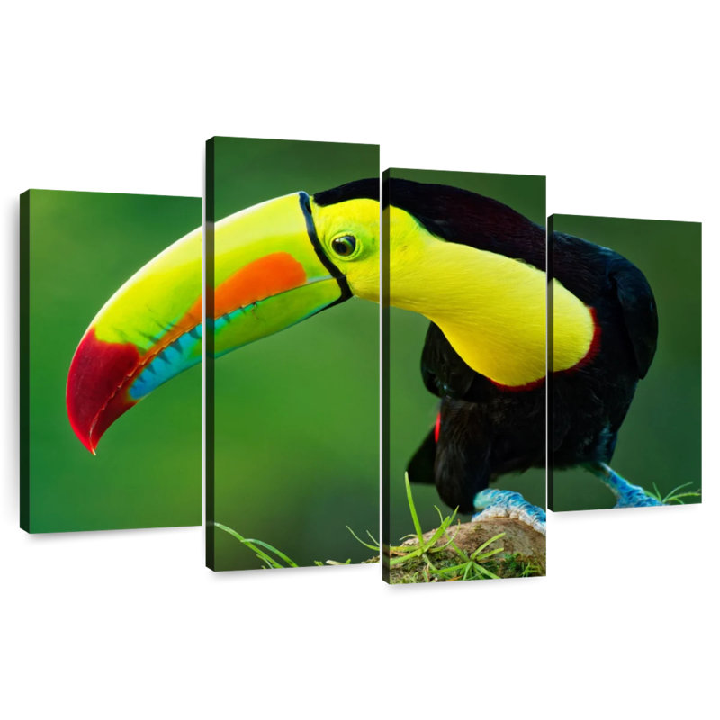 Toucan Brampt
