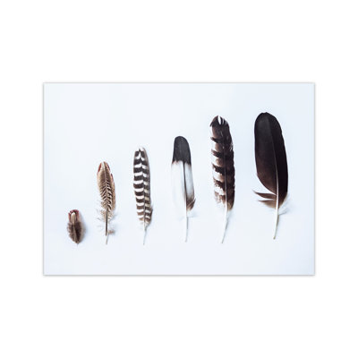 Feathers II by Victoria Frost - Print
