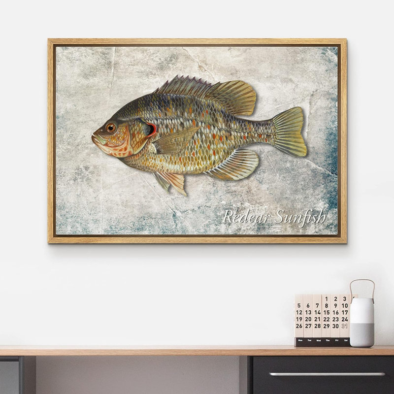 Fish " Redear Sunfish On Granite Background Marine Life Animals Realism Nautical Ultra ", Natural Floater Frame