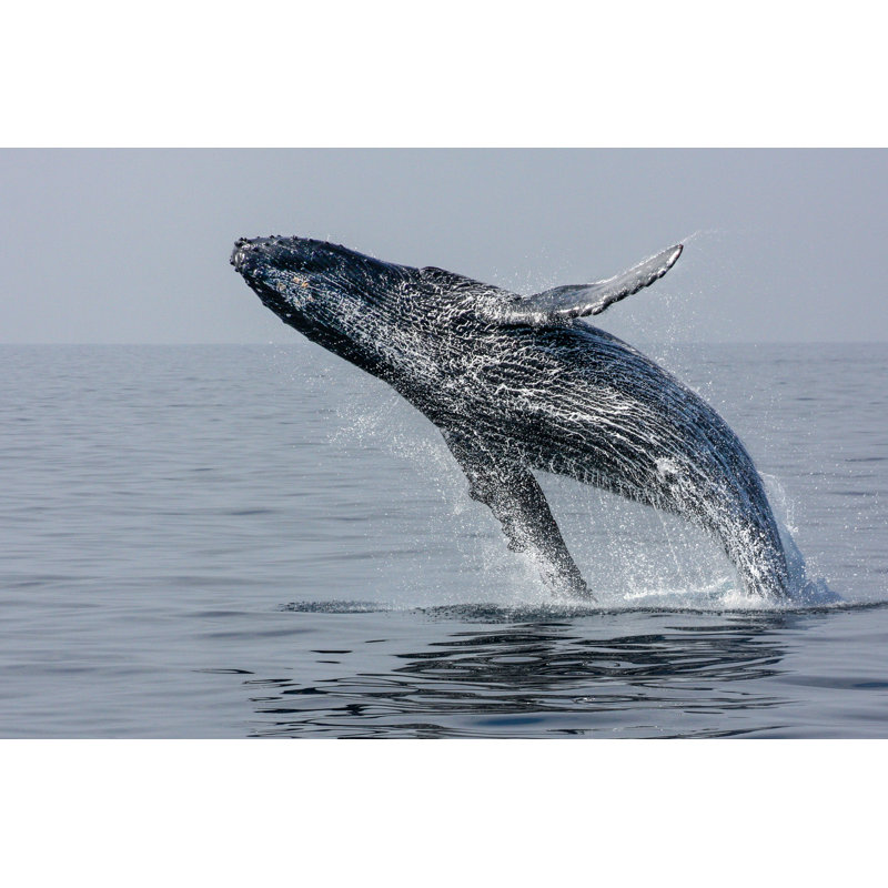 Hump Back Whale by Sue120502 - Wrapped Canvas Print, 30cm H x 46cm W x 3.8cm D
