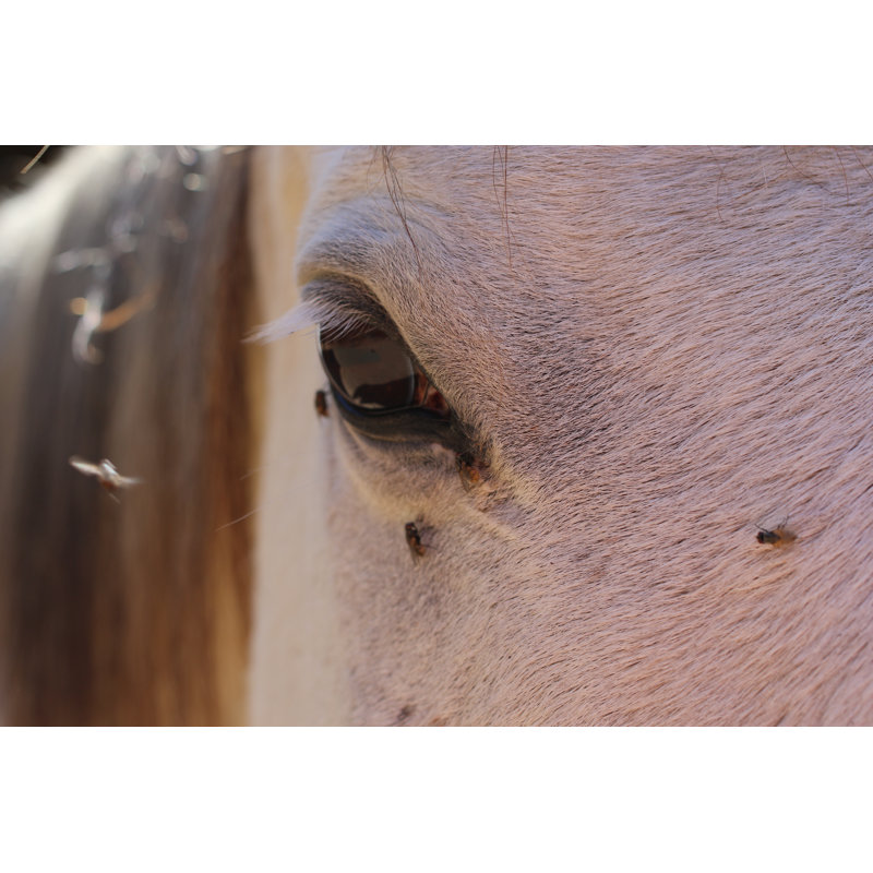 Horse With Flies by Meghan Bennett - Wrapped Canvas Print, 30cm H x 46cm W x 3.8cm D