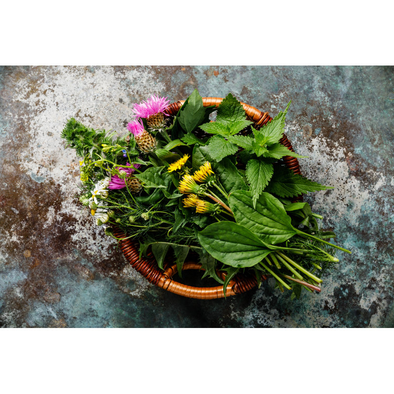 Medicinal Herbs by Lisovskaya - Wrapped Canvas Print, 30cm H x 46cm W x 3.8cm D