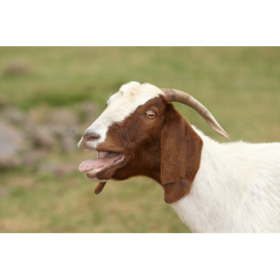 Goat by Gertfrik - Wrapped Canvas Print