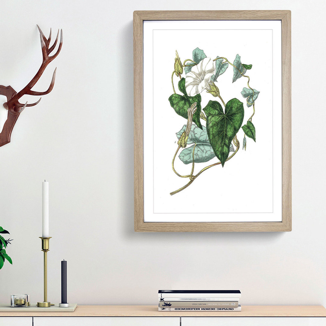 Bindweed Illustration - Framed Print