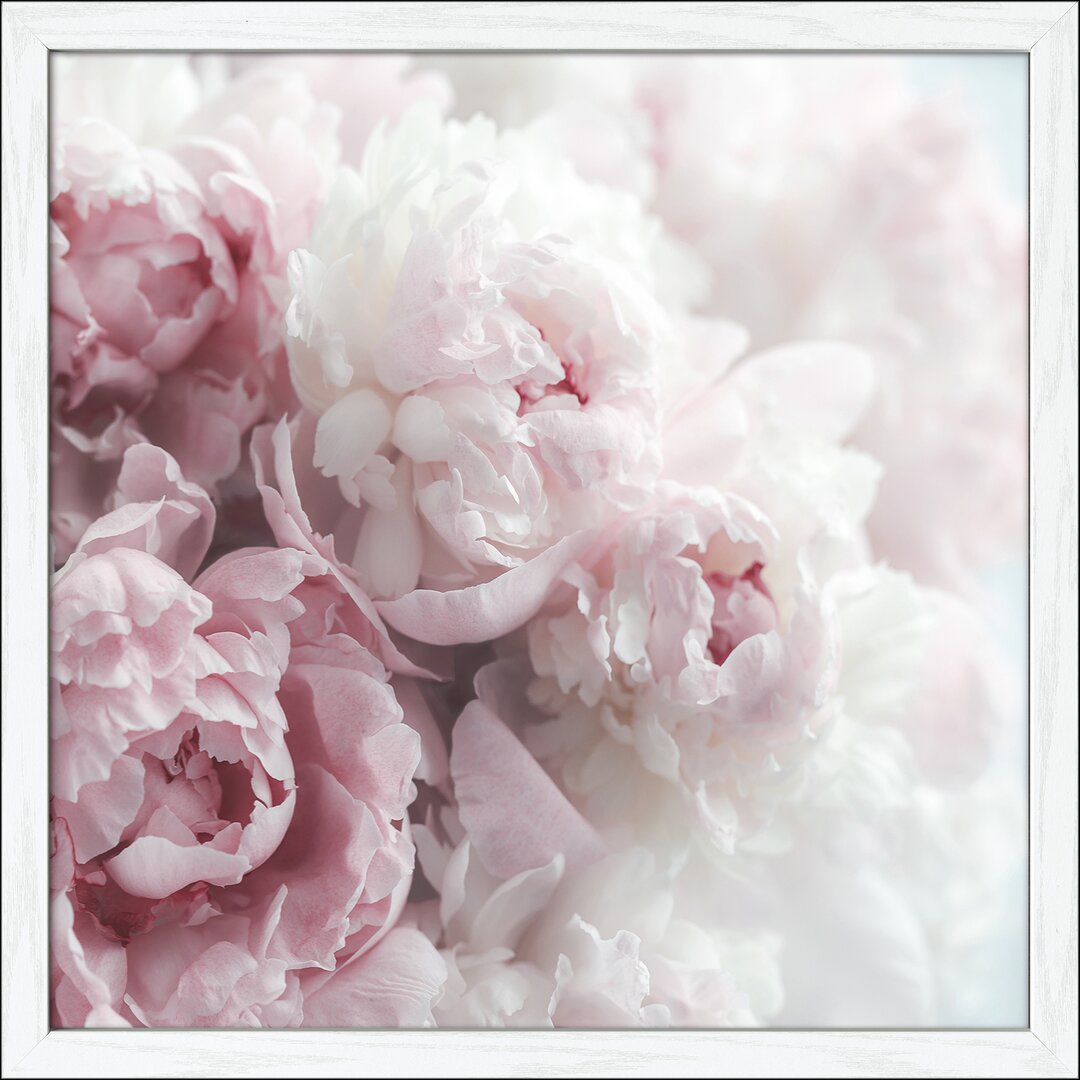 Gerahmtes Poster Peonies