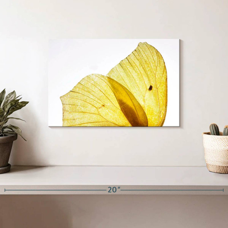 Ailes de papillon Brampt jaune doré, H 8 po x l 12 po