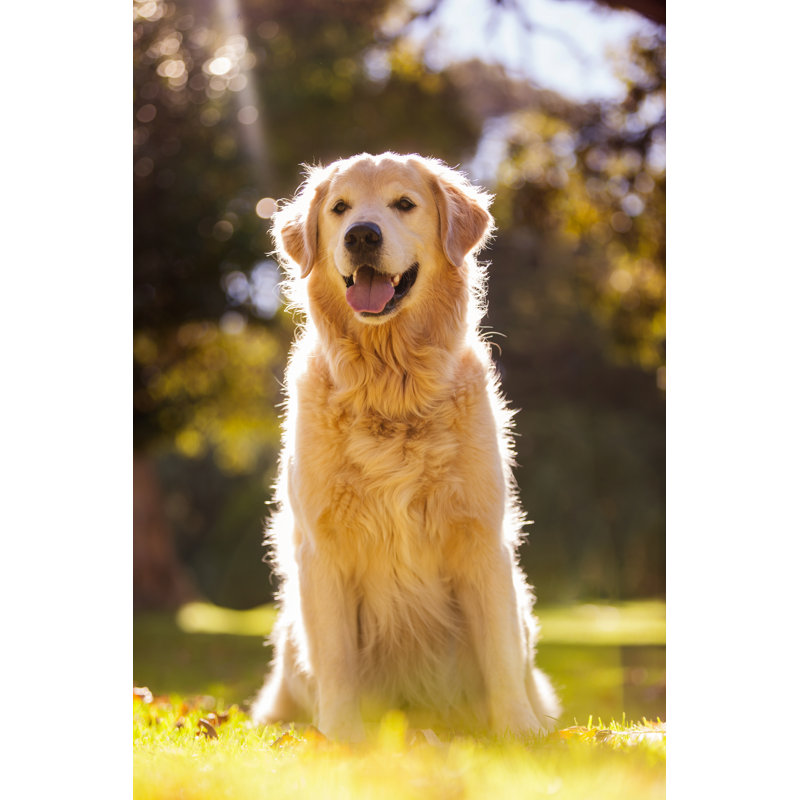 Golden Retriever At Park by Wavebreakmedia - Wrapped Canvas Print, 122cm H x 81cm W