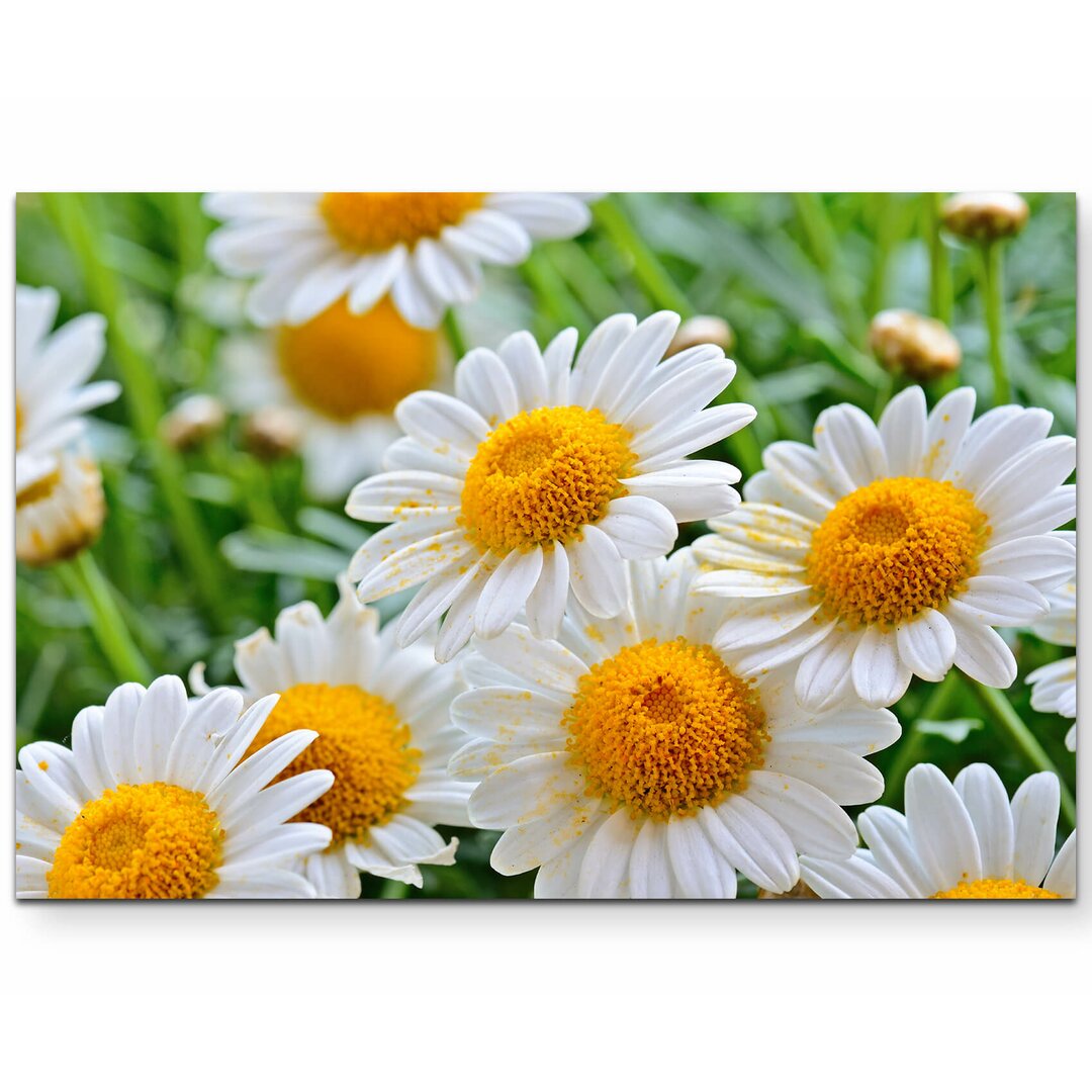 Leinwandbild Nahaufnahme Daisy Meadow