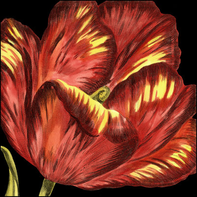 Mini Transitional Tulip I (P) by Vision Studio - Wrapped Canvas Print