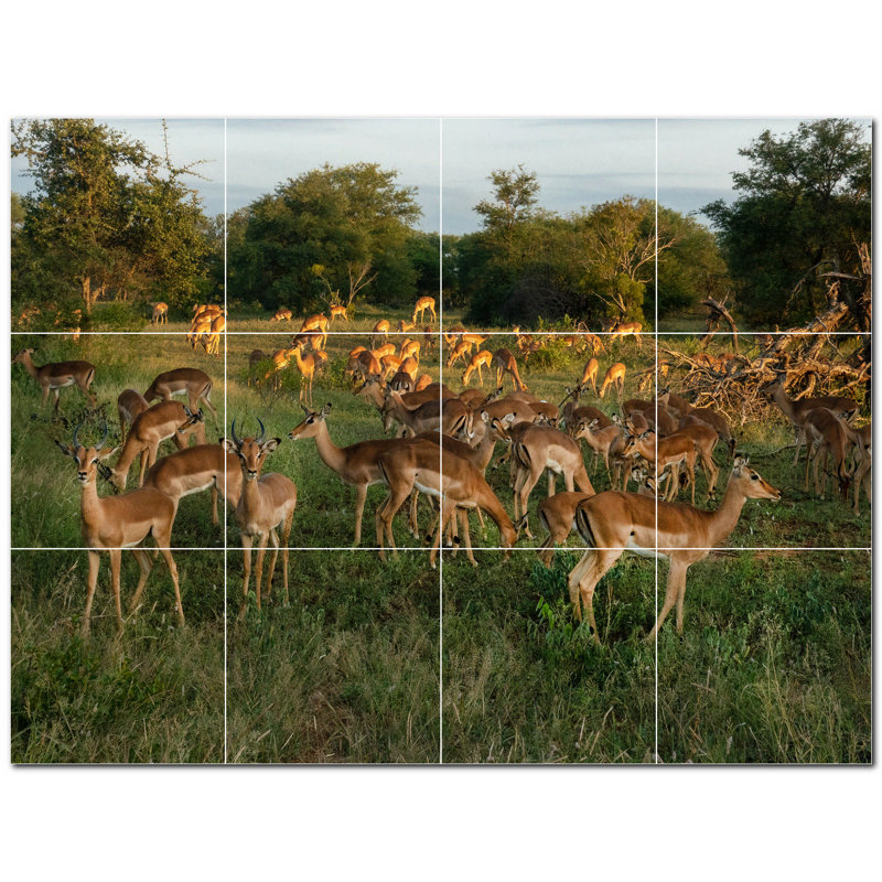 6 x 6