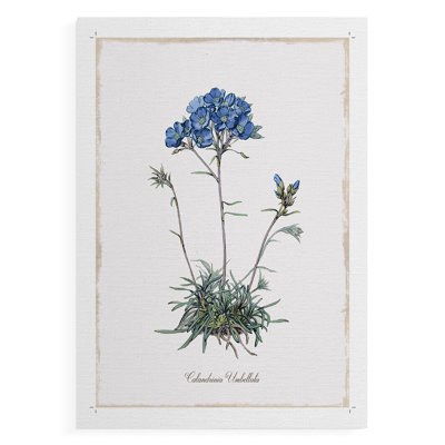 Caladrinia -Canvas Print Only - NOT FRAMED