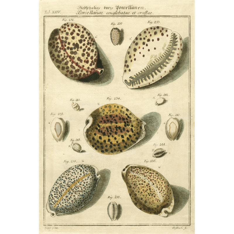 Porcellaine Shells I - Wrapped Canvas Print, 46cm H x 30cm W x 3.8cm D