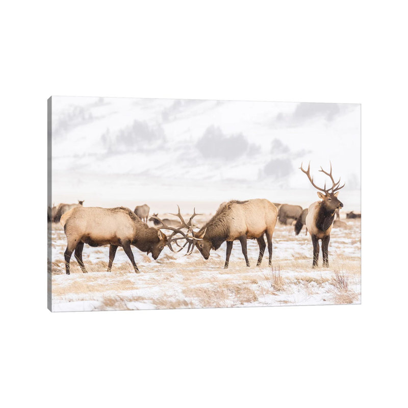 USA Wyoming National Elk Refuge Bull Elks Fighting In Winter by Jaynes Gallery - Wrapped Canvas Painting