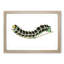 Illustration of a Green Caterpillar - Picture Frame Graphic Art Print-55641485-55641486