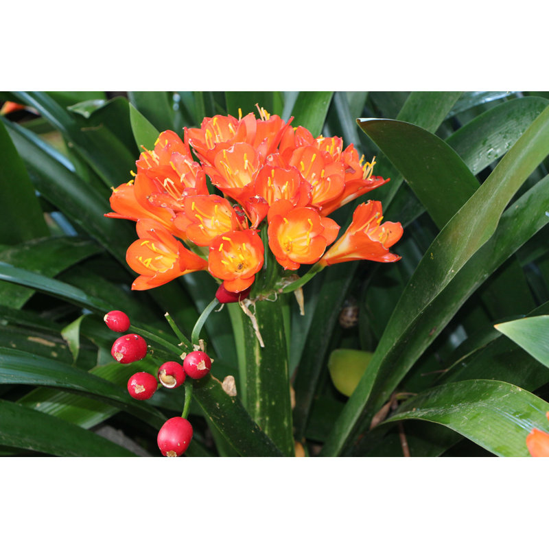 Nicquan Clivia Pellets par - Impression, H 8 po x l 12 po