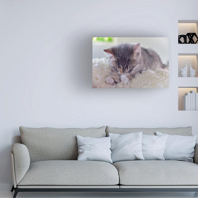 «Sleeping Kitten» par Cora Niele - photographie sur toile tendue, H 22 po x l 32 po x P 2 po
