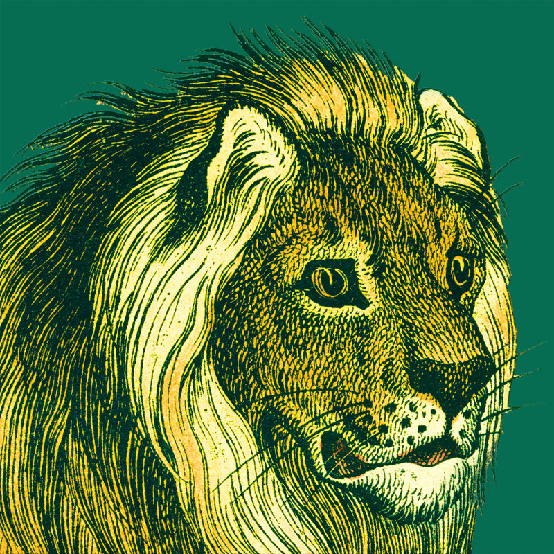 «Jungle Flair III» par Wild Apple Portfolio - impression, Non, H 12 po x l 12 po x P 1,25 po, Toile encadrée noire