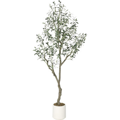 183cm Plant