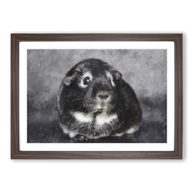 Guinea Pig - Picture Frame Graphic Art, Walnut Framed, 48cm H x 65cm W x 2cm D
