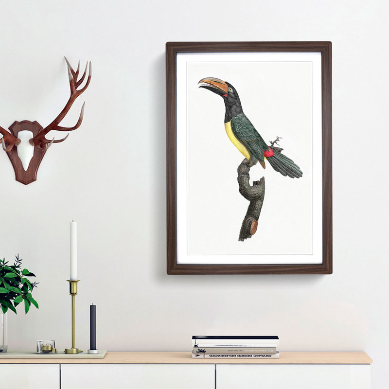 Green Aracari Toucan by Jacques Barraband - Framed Print, 48cm H x 36cm W x 2cm D, Walnut Framed