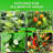Costyle Plant Trays/ Stands Fruits / Vegetables-101949183